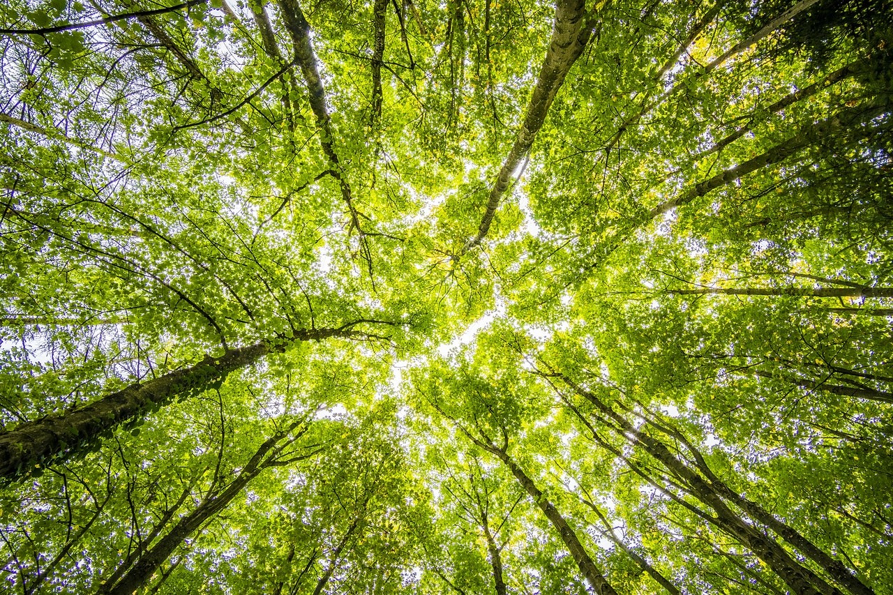 Looking up into a forest canopy